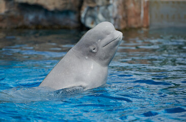 A smiling beluga swimming by