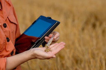 Woman caucasian technologist agronomist with tablet computer in the field of wheat checking quality and growth of crops for agriculture. Agriculture and harvesting concept.
