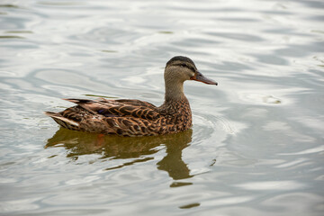 Ducks on the pond in the park. Wild ducks are reflected in the lake. Multi-colored feathers of birds. A pond with ducks and drakes. Duck feed on the surface of the water. Ducks eat food in the water