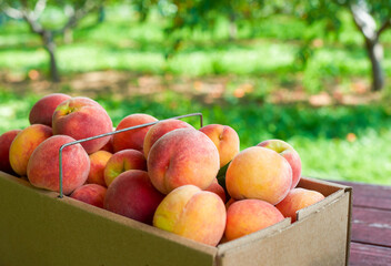 fresh peaches from the garden