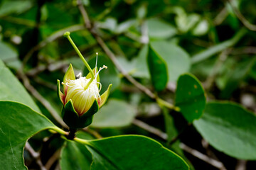 Mangroves. Mangrove plants grow on the coast and are most commonly found at the boundary between the coastal estuary and the river