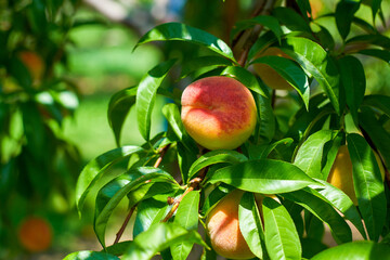 fresh peaches from the garden
