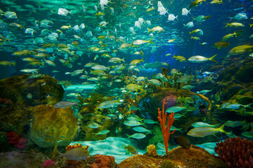 Fototapeta na wymiar Underwater world. Fish in the aquarium of the aquarium. Background.