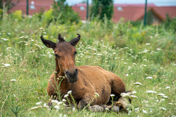 Foal resting