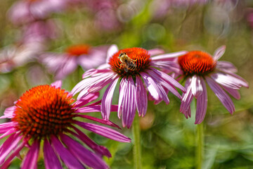 Biene auf einer Blume sitzend