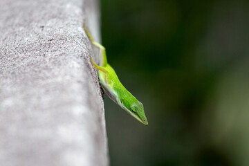green lizard on the wall