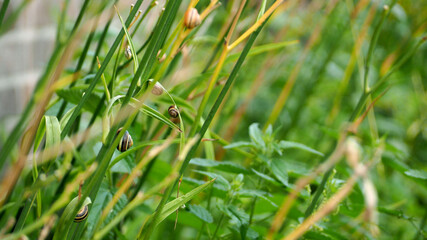 brown striped snails sit below on the grass in the garden after the rain