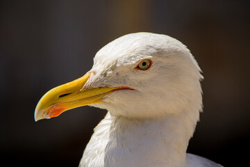 seagull close-up photo