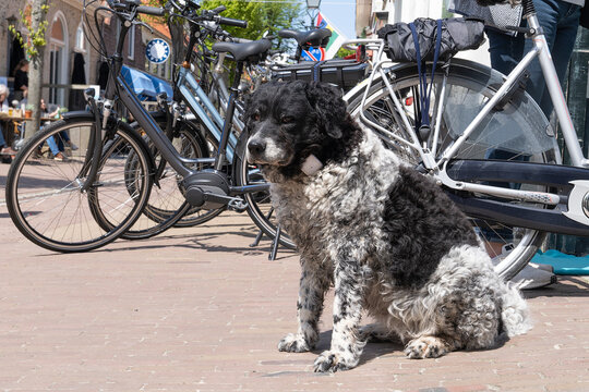 Friese Stabij, Frisian pointer or Stabyhoun dog sitting on the pavement with bikes in a village