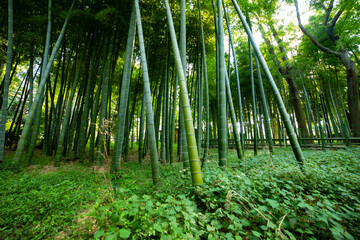 Fototapeta na wymiar Beautiful bamboo forest at the traditional park daytime wide shot