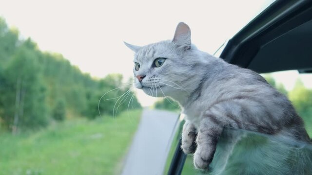 The traveler cat looks out of the car window. The pet is riding in the car