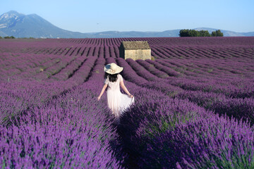 Field of lavender, Provance, France