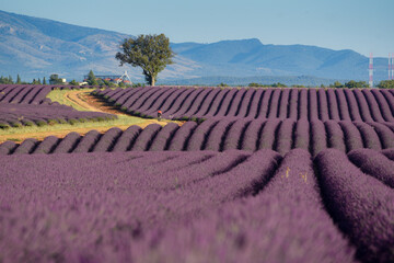 Field of lavender, Provance, France