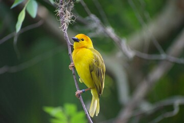 Yellow Bird