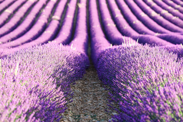 Field of lavender, Provance, France