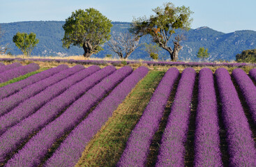 Fototapeta na wymiar Field of lavender, Provance, France