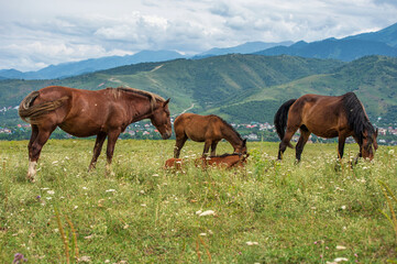 horses and foals graze in the meadow