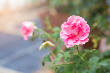 Close up of the pink rose in the garden on sunny day