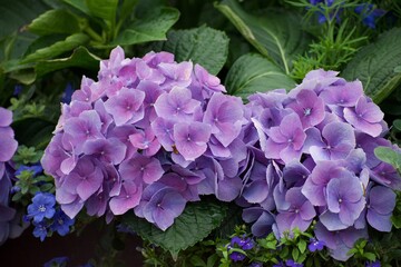Purple Hydrangea