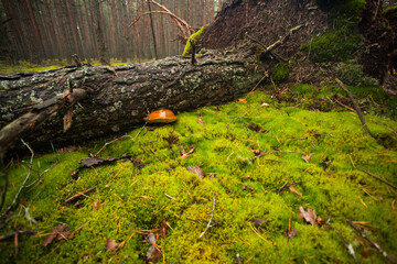 A fallen tree with protruding roots in the middle of the forest. A Polish mushroom grows from under the tree. Vegetarian food is grown in an egological place.