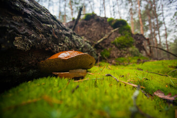 A fallen tree in the forest from under which an edible mushroom grows. A beautiful and juicy brown mushroom in the forest.