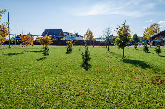 Christmas trees on a green meadow. Small trees with sharp shadows on a grassy clearing with a house in the background of the high quality photo