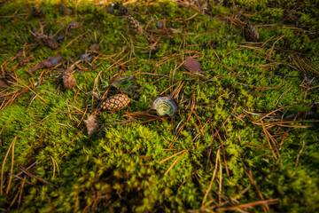 Mushroom toadstool on a background of green grass. There is a pine cone and needles next to the mushroom.