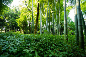 Beautiful bamboo forest at the traditional park daytime wide shot