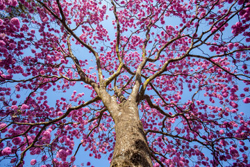 Pink ipê tree ( Handroanthus heptaphyllus ), flowering tree with its high contrast pink flowers...