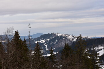 snow covered trees