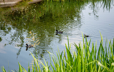 ducks on the lake