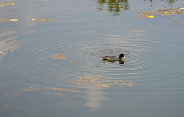 duck on the water