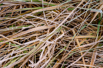 Close up of grass with ice, morning spring frosts, spring awakening.
