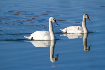 Naklejka na ściany i meble Swans on the lake
