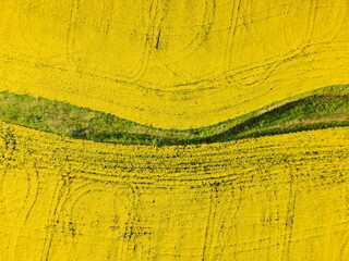 Blooming yellow rapeseed field with evening light. Aerial view with textures