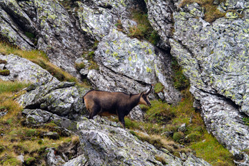 Chamois in the mountains