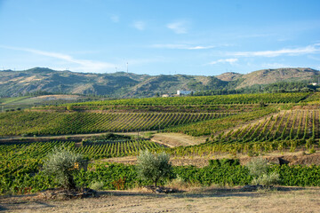 Fototapeta na wymiar Land planted with vines for the wine harvest