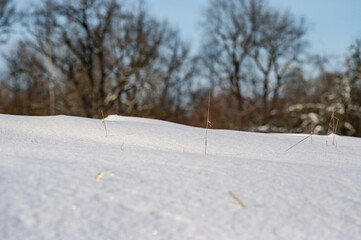 Winter park, trees without leaves, a walk in the snow.