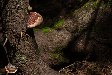 Tree mushrooms