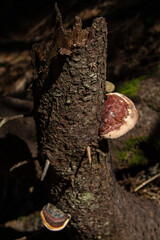 Tree mushrooms