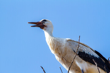 Stork portrait