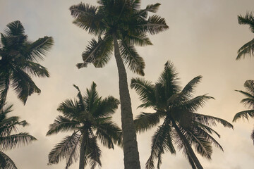 Fototapeta na wymiar Coconut palm tree against blue sky and sunlight in summer 