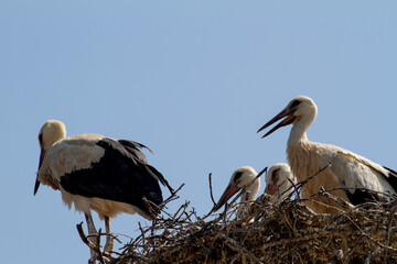Storks