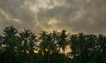 Fototapeta na wymiar Coconut palm tree against blue sky and sunlight in summer 