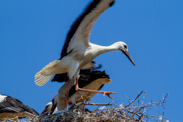 Young stork during flight exercises