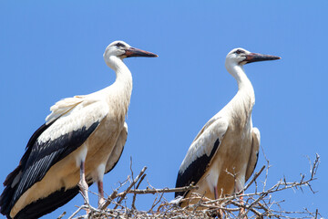 Young storks in Cristian, Romania
