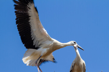 Obraz premium Young stork during flight exercises