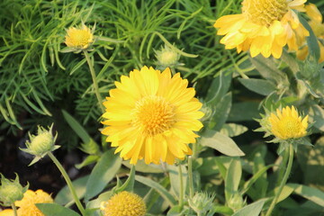 Yellow Blooms, Banff National Park, Alberta