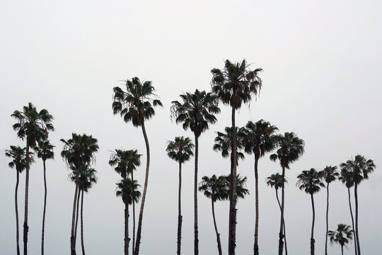 A group of coastal California fan palms on a foggy gray sky morning