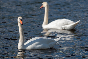 Höckerschwan,Cygnus olor